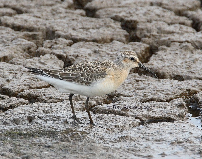 Curlew Sandpiper Titchwell 14 9 07  IMG_7637